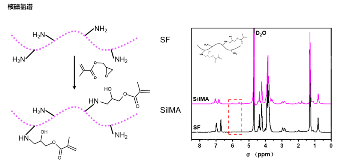 甲基丙烯?；z素蛋白（SilMA)